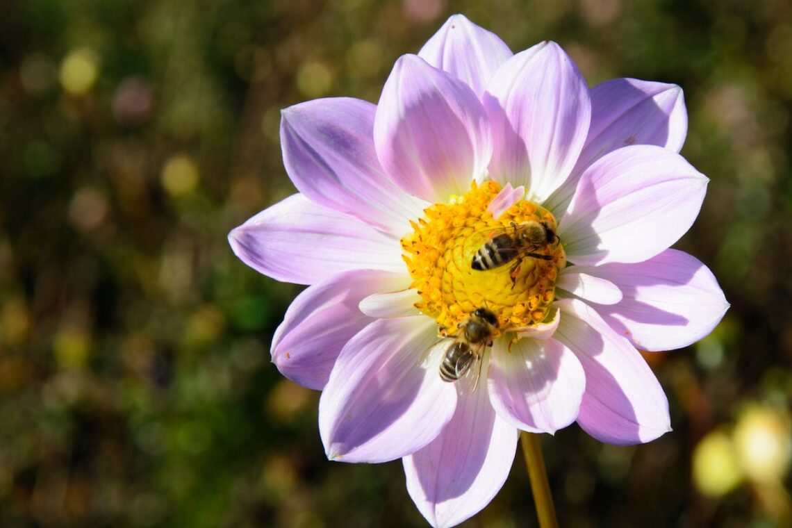 benefices-des-abeilles